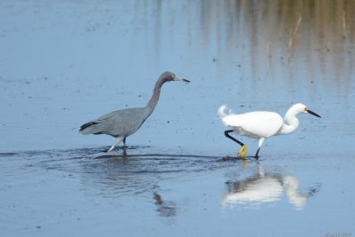 Aigrette bleue (Little blue heron) et Aigrette neigeuse (Snowy egret)