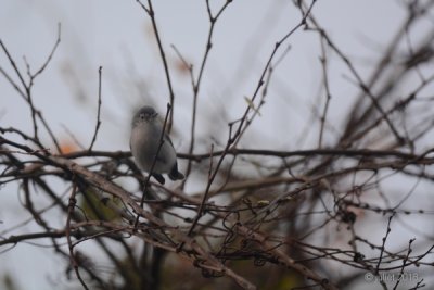 Gobemoucheron gris-bleu (Blue-grey gnatcatcher)