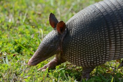 Tatoo (Nine-banded armadillo)