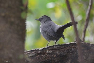 Moqueur chat (Catbird)