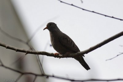 Colombe  queue noire (Common ground dove)