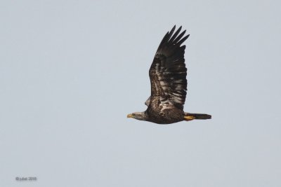 Pygargue  tte blanche (Bald eagle)