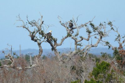 Pygargue  tte blanche (Bald eagle)