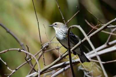 Paruline  croupion jaune (Yellow-rumped warbler)