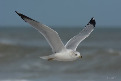 Goéland à bec cerclé (Ring-billed gull)