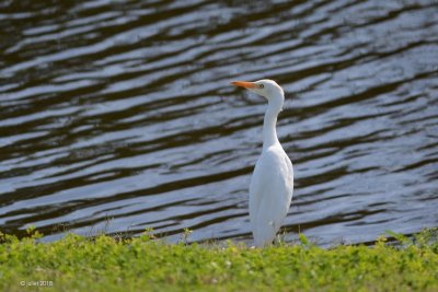 Hron garde-boeuf (Cattle egret)
