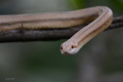 Pantherophis alleghaniensis (Yellow rat snake aka Eastern ratsnake)