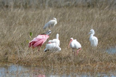 Spatule rosée (Roseate spoonbill)