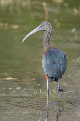 Ibis falcinelle (Glossy ibis)