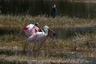 Spatule rose (Roseate spoonbill)