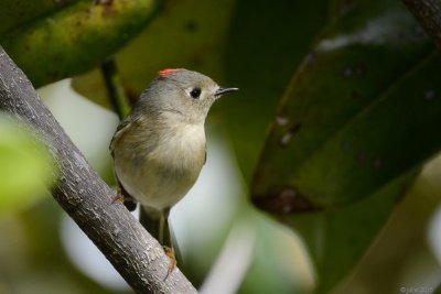 Roitelet  couronne rubis (Ruby-crowned kinglet)