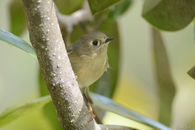 Roitelet  couronne rubis (Ruby-crowned kinglet)