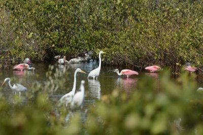 Spatule rosée (Roseate spoonbill)