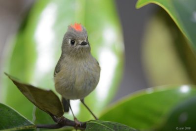 Roitelet  couronne rubis (Ruby-crowned kinglet)