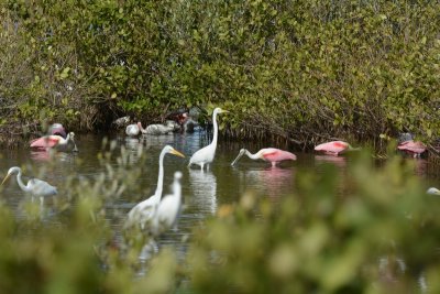 Spatule rose (Roseate spoonbill)