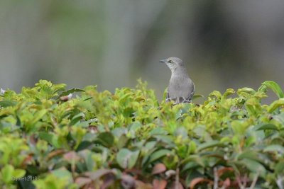 Moqueur polyglotte (Northern mockingbird)