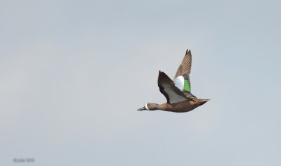 Sarcelle  ailes bleues (Blue-winged teal)