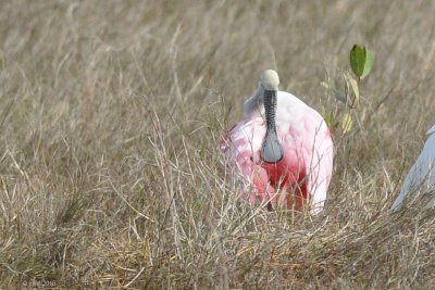 Spatule rose (Roseate spoonbill)