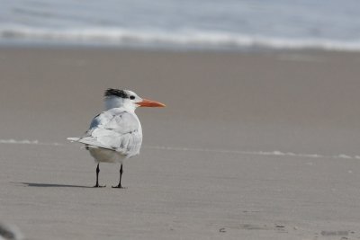 Sterne royale (Royal tern)