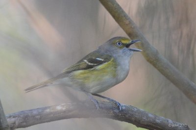 Viro aux yeux blancs (White-eyed vireo)