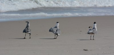 Mouette atricille (Laughing gull)  The three amigos