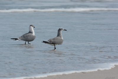 Mouette atricille (Laughing gull)