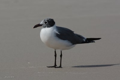 Mouette atricille (Laughing gull)