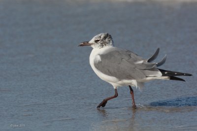 Mouette atricille (Laughing gull)