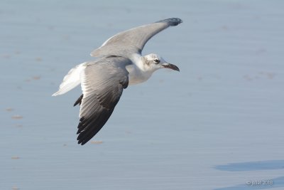 Mouette atricille (Laughing gull)