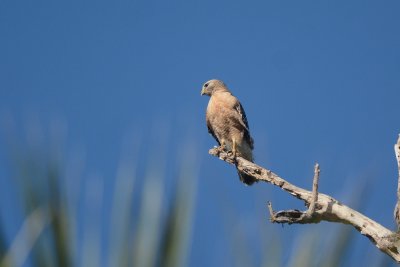 Buse  paulettes (Red-shouldered hawk)