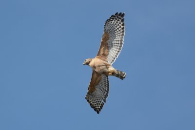 Buse à épaulettes (Red-shouldered hawk)