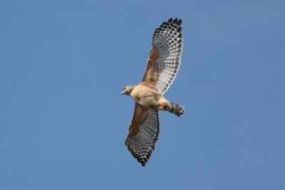 Buse  paulettes (Red-shouldered hawk)