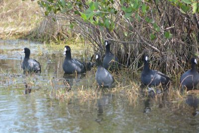 Foulque d'Amrique (American coot)