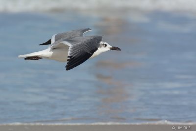 Mouette atricille (Laughing gull)