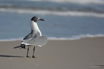 Mouette atricille (Laughing gull)