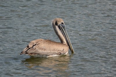 Pélican brun (Brown pelican)