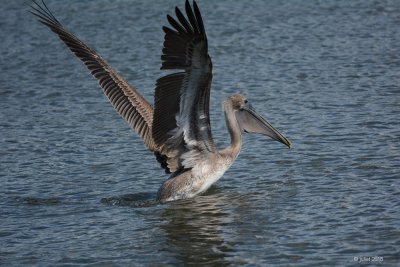 Pélican brun (Brown pelican)