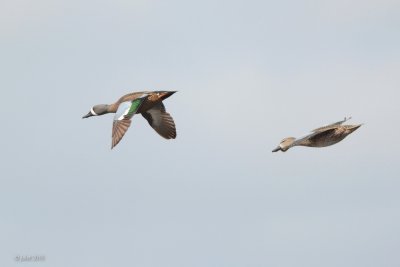 Sarcelle à ailes bleues (Blue-winged teal)