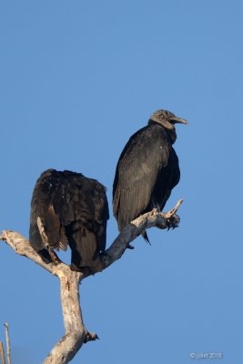 Urubu noir (Black vulture)