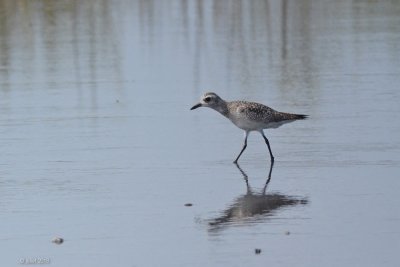 Pluvier argenté (Black-bellied plover)