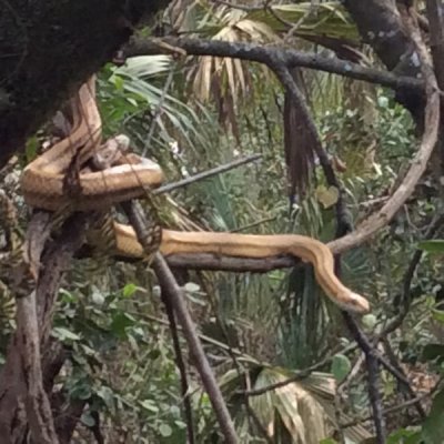 Pantherophis alleghaniensis (Yellow rat snake aka Eastern ratsnake)