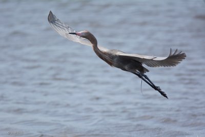 Aigrette rousstre (Reddish egret)