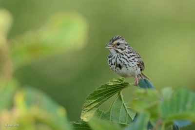 Bruant des prs (Savannah sparrow)