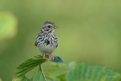 Bruant des prs (Savannah sparrow)