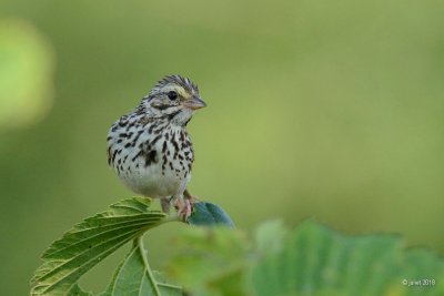 Bruant des prs (Savannah sparrow)