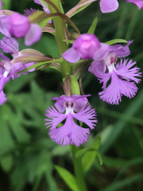 Platanthera psycodes (Small Purple Fringed orchid) Sainte-Mlanie, Quebec 7/14/2018