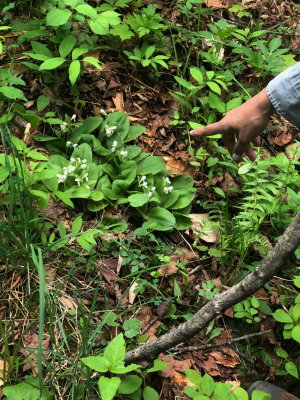 Showy orchis (Galearis spectabilis forma gordinierii) VT 5/26/18 Wow!