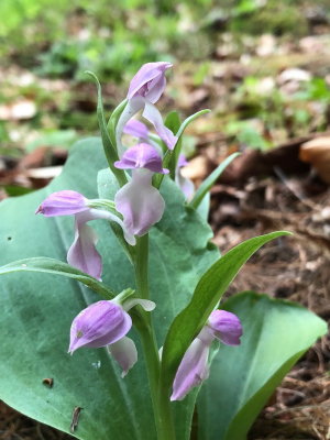 Showy orchis (Galearis spectabilis) VT 5/26/18