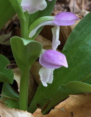 Showy orchis (Galearis spectabilis) VT 5/26/18