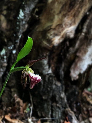 Ram's-head Lady's - Slipper( Cypripedium arietinum) VT 5/26/18